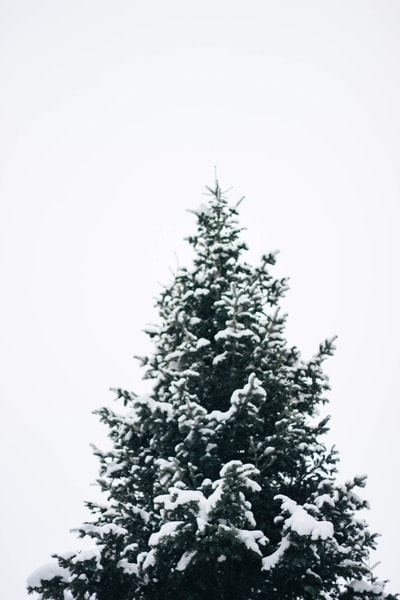 满是雪的松树